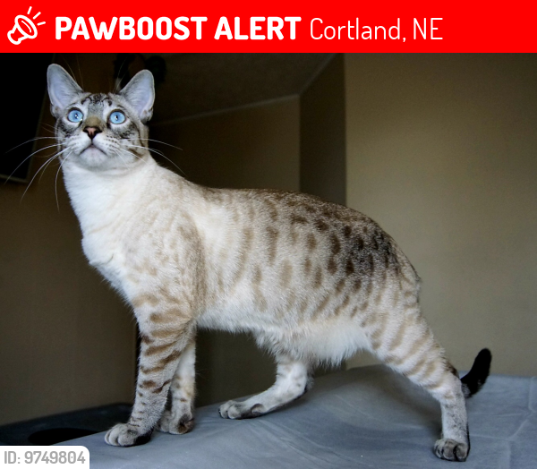 Lost Male Cat last seen East 5th & Vermont, Cortland, NE 68331
