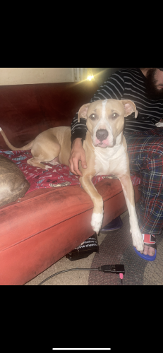 Lost Female Dog last seen Archwood Pearl rd , Cleveland, OH 44109