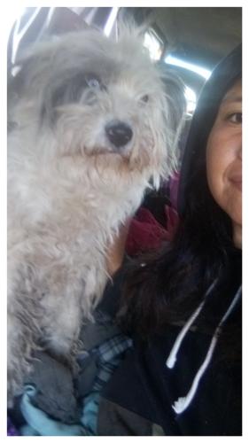 Lost Female Dog last seen 98th street Albuquerque NM , Albuquerque, NM 87121