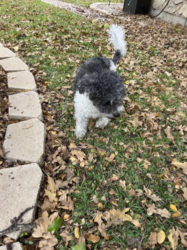 Found/Stray Male Dog last seen Near Country Green Ln, Arlington, TX 76011