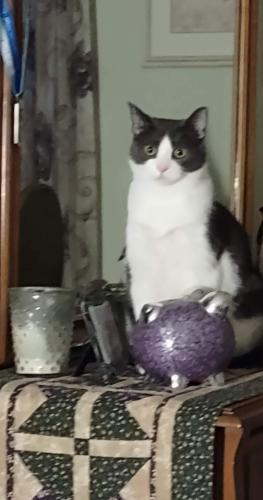 Lost Male Cat last seen Near Hambleton Park, SE 171st Ave and 39th st, Vancouver, WA 98683