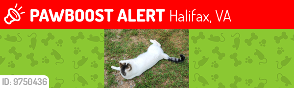 Lost Male Cat last seen River Road and Humingbird Lane Halifax County VA , Halifax, VA 24558