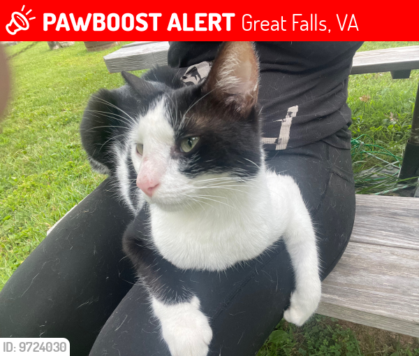Lost Female Cat last seen Near Crossview Dr Great Falls, VA , Great Falls, VA 22066