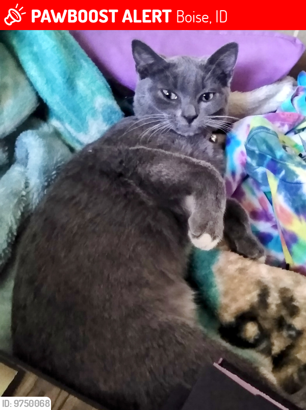 Boise Id Lost Female Cat Gypsy Is Missing Pawboost