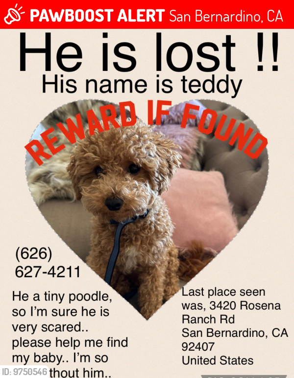 Teddy store missing dog