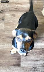 Lost Male Dog last seen FM 78, San Antonio, TX 78244