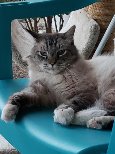 Lost Male Cat last seen Piedras Marcadas national park, Paradise Hills Civic, NM 87114