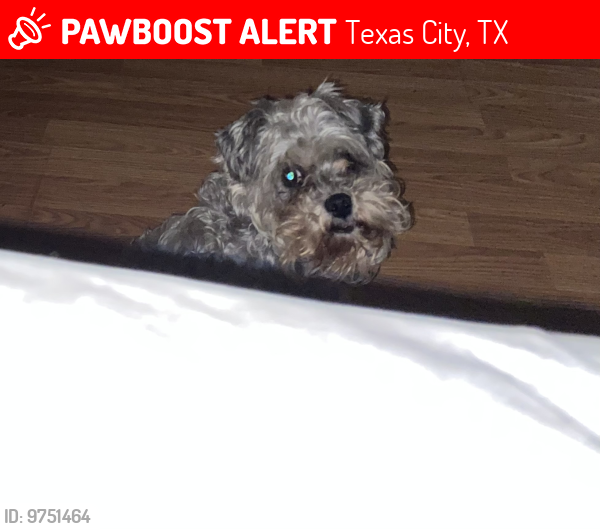 Lost Female Dog last seen 3rd Ave N, Texas City, TX 77590
