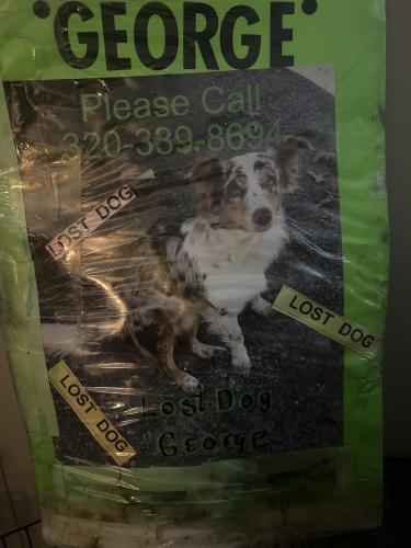 Lost Male Dog last seen County Road nine and the Gilman Road, Oak Park, MN 56357