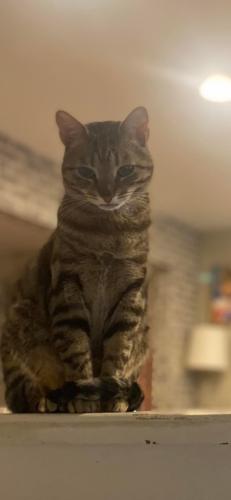 Lost Female Cat last seen Blakewood dr and letterkenney rd , Greene Township, PA 17201