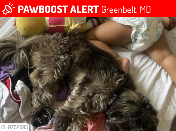 Lost Male Dog last seen Greenbelt, MD, Greenbelt, MD 20770
