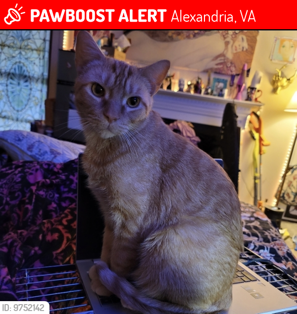 Lost Male Cat last seen Quaker Lane and Dogwood Dr. Near 7-11, Alexandria, VA 22302