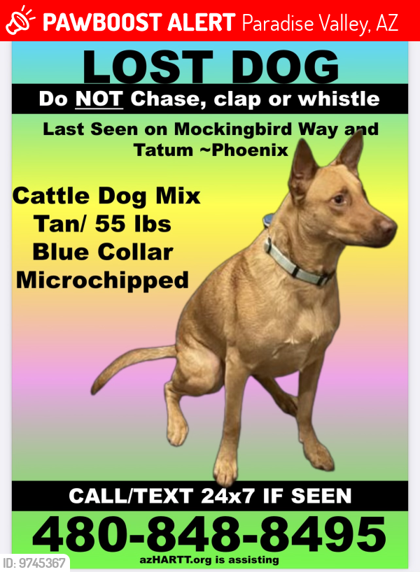 Deceased Female Dog in Paradise Valley, AZ 85253 (ID 69745367) PawBoost