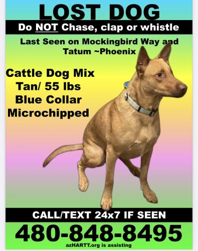 Lost Female Dog last seen Tatum and Mockingbird , Paradise Valley, AZ 85253