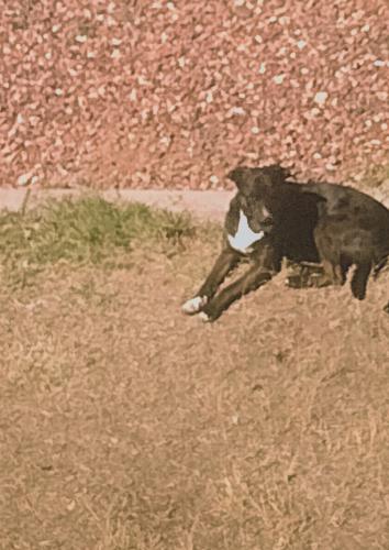 Lost Male Dog last seen Superstition Blvd / Moutainview Rd , Apache Junction, AZ 85119