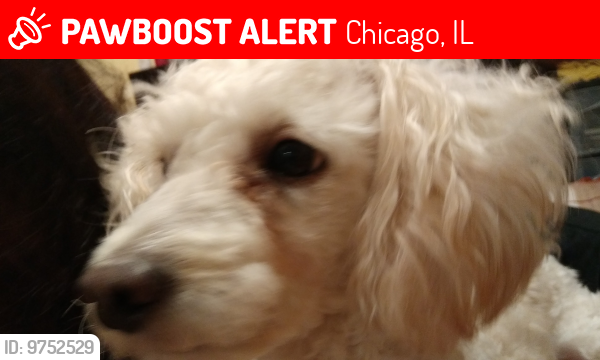 Lost Male Dog last seen Marquette park, Chicago, IL 60629