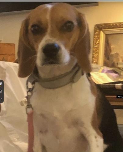 Lost Female Dog last seen Rt 138 and Unity ct, Fort White, FL 32038