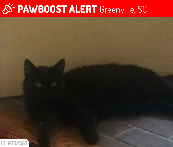 Lost Female Cat last seen Near  McPherson Ln Greenville SC, Greenville, SC 29605