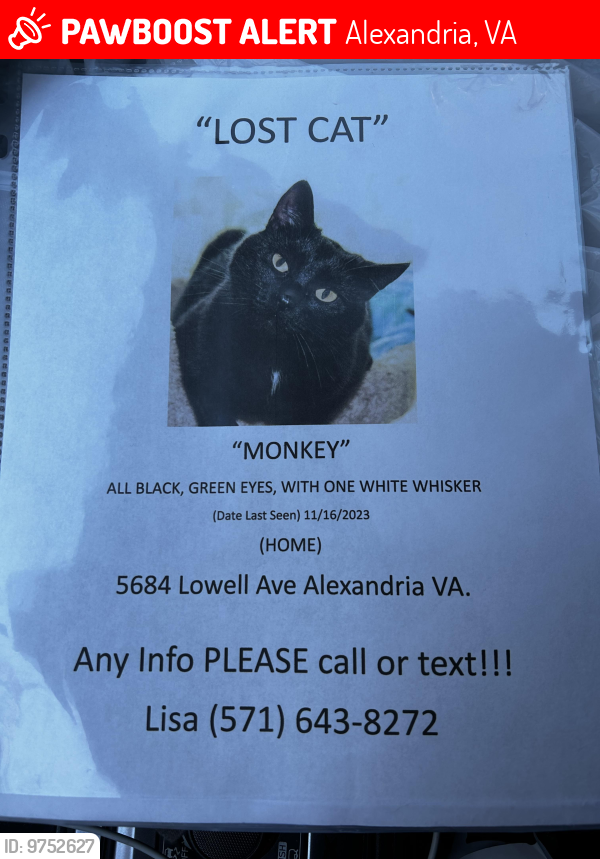 Lost Female Cat last seen Lowell and Anderson in Lincolnia Hills, Alexandria, VA 22312