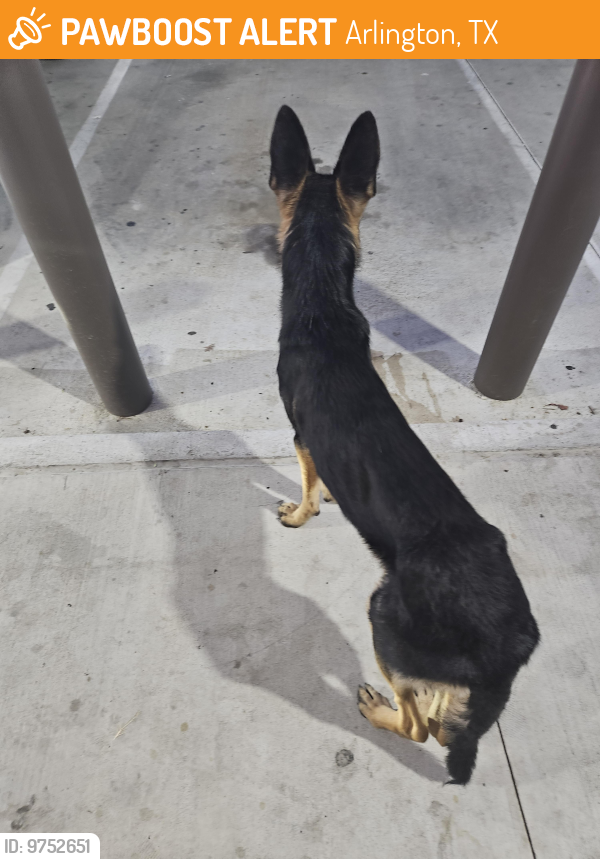 Found/Stray Male Dog last seen At 711 stadium and divison, Arlington, TX 76011