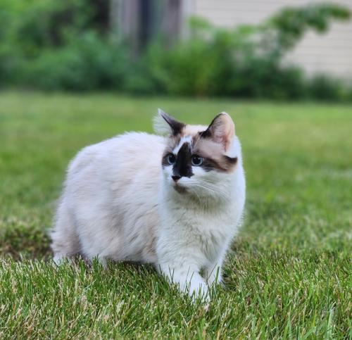 Lost Female Cat last seen Modoc Road Worthington ohio 43085, Columbus, OH 43085