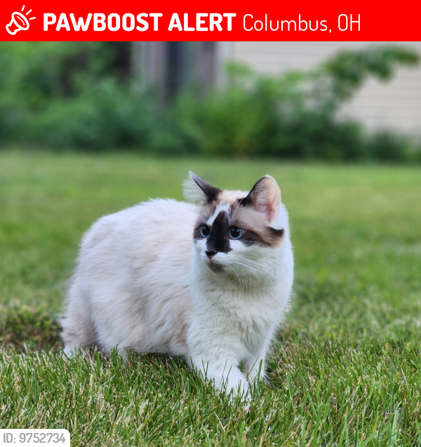 Lost Female Cat last seen Modoc Road Worthington ohio 43085, Columbus, OH 43085
