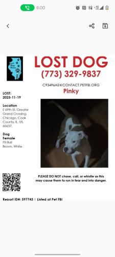 Lost Female Dog last seen Near e 69th Street , Chicago, IL 60637