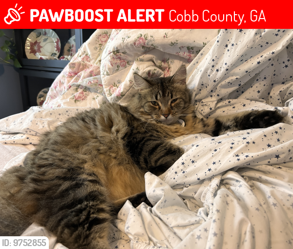 Lost Male Cat last seen Shallowford Rd. and Shallow Farm , Cobb County, GA 30144