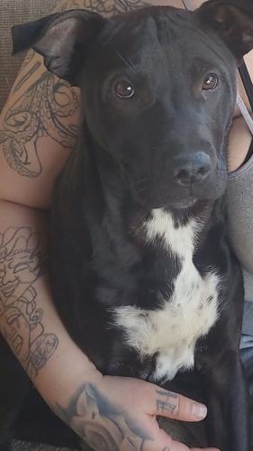 Lost Male Dog last seen 22nd and park, Tucson, AZ 85706