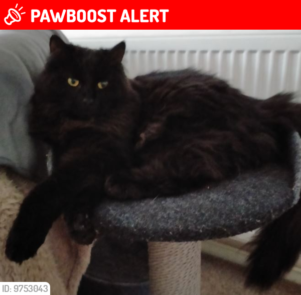Lost Female Cat last seen Shadwell Close, Weeting, Suffolk, Weeting, England IP27 0RH