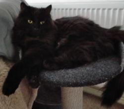 Lost Female Cat last seen Shadwell Close, Weeting, Suffolk, Weeting, England IP27 0RH