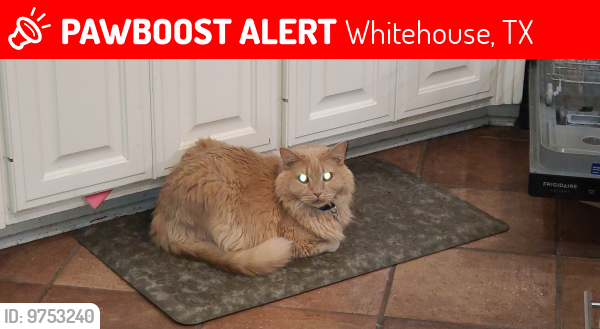 Lost Male Cat last seen Westlake circle and 2133, Whitehouse, TX 75791