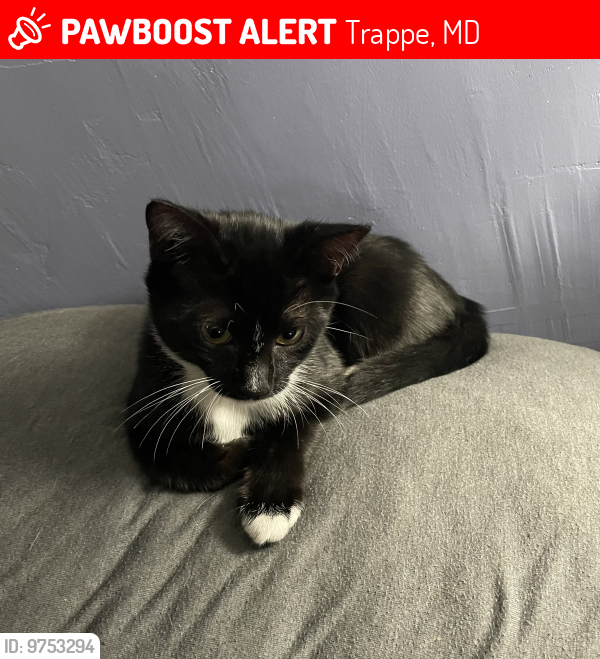 Lost Male Cat last seen Main Street and Maple Avenue , Trappe, MD 21673