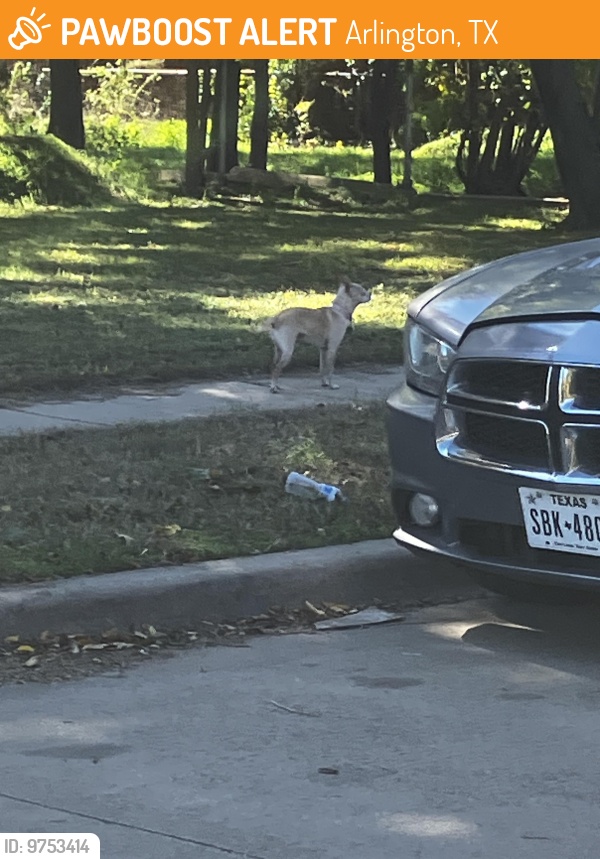 Found/Stray Female Dog last seen Hester and Fuller Streets, Arlington, TX 76011