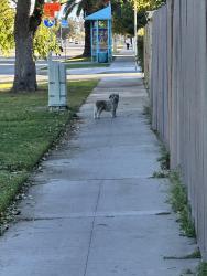 Reunited Unknown Dog last seen Near N Hermosa Dr, Anaheim, CA 92801, USA, Anaheim, CA 92801