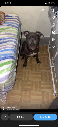 Lost Male Dog last seen 67-36 Austin St, Queens, NY 11375