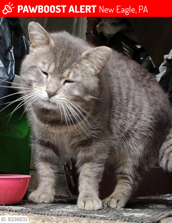New Eagle, PA Lost Male Cat, Eli Is Missing PawBoost