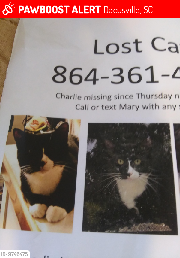 Lost Male Cat last seen Dacusville, Dacusville, SC 29640