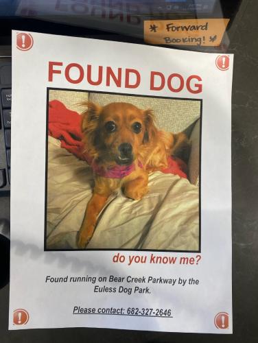 Found/Stray Unknown Dog last seen Bear creek parkway, Euless, TX 76039