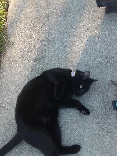 Found/Stray Male Cat last seen Green Oaks and Coronet Lane, Arlington, TX 76017