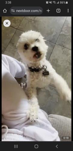 Lost Male Dog last seen 29th Ave and Greenway , Phoenix, AZ 85053
