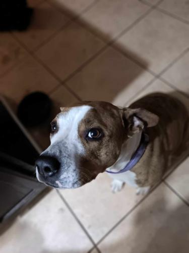Lost Female Dog last seen Kathryn and San mateo, Albuquerque, NM 87108