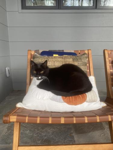 Lost Male Cat last seen Baird Cove Rd, Asheville, NC 28804
