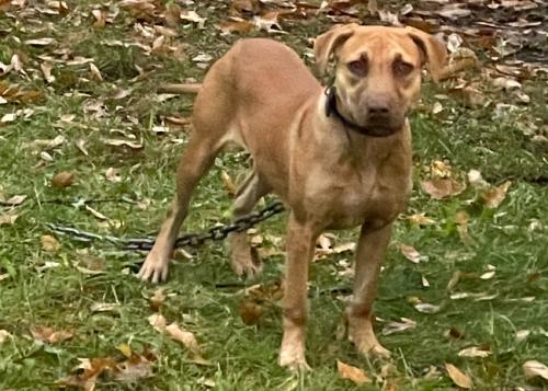 Lost Female Dog last seen Garwood & Linden Avenue, Irvington, NJ 07111