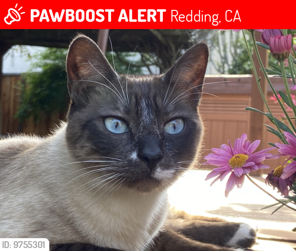 Lost Male Cat last seen Woodbury and Forest Hills Drive, Redding, CA 96003