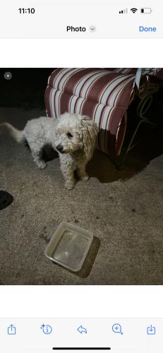 Found/Stray Male Dog last seen Valley Mills Drive, Arlington, TX 76018