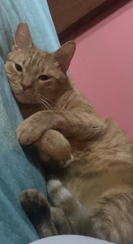 Lost Male Cat last seen Empire and Frontage Road, Benson, AZ 85602