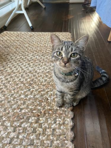 Lost Unknown Cat last seen Diana Ln and Woodhorn Dr in Houston, 77062, Houston, TX 77062