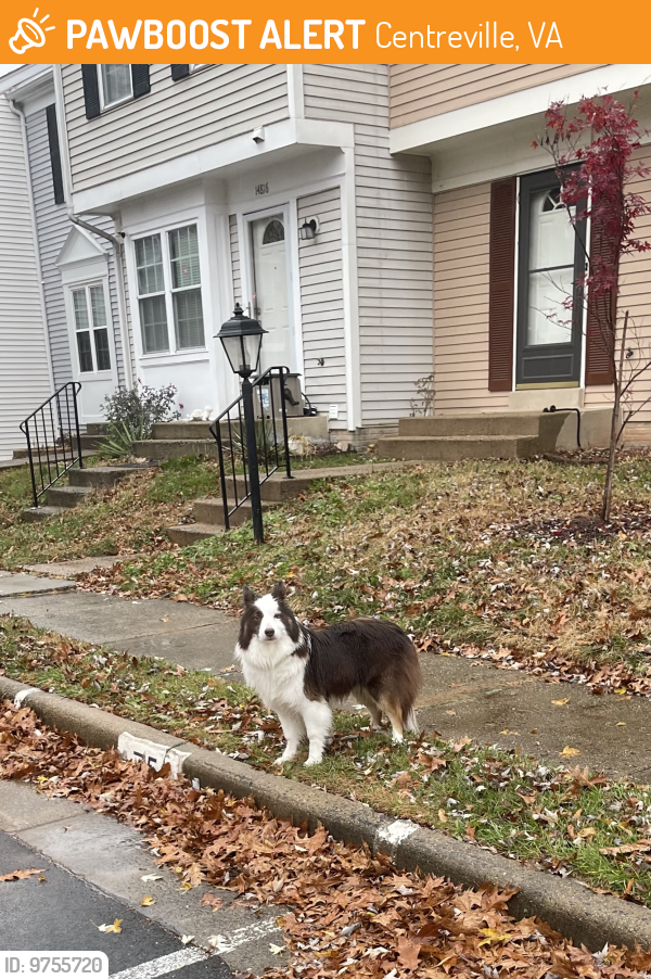 Found/Stray Unknown Dog last seen London Town West, Centreville, VA 20120
