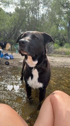 Lost Male Dog last seen Lakeview elementary school, Lakeside, CA 92040